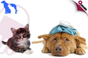 huge_700x420__722.png